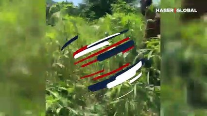 Bamya ekili bahçede, 17 kök Hint keneviri ele geçirdi