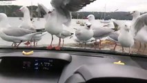 Nourrir des mouettes à travers le pare brise de la voiture...