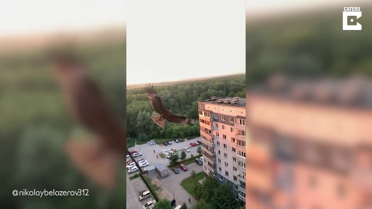 Il nourrit un milan depuis son balcon... Rapace magnifique