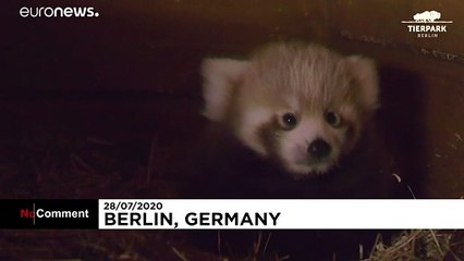 Red Panda is born for the first time in nine years at the Berlin Zoo