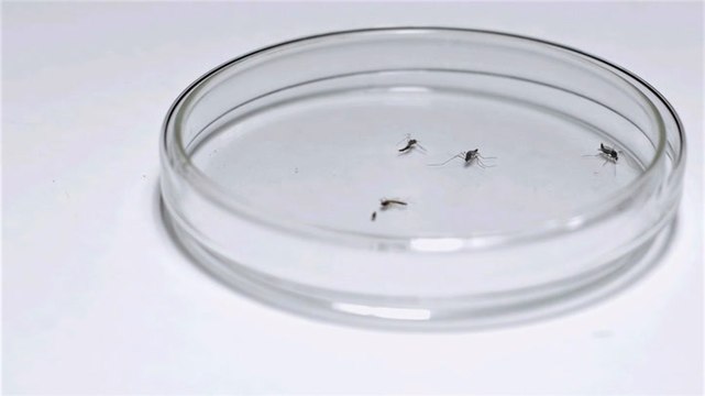 Genetically modified mosquitoes could be released in Florida