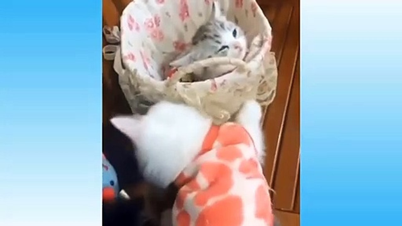 gatitos DIVERTIDOS !