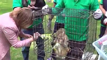 El tierno video de tres monos que no paran de abrazar a su hermano con síndrome de Down