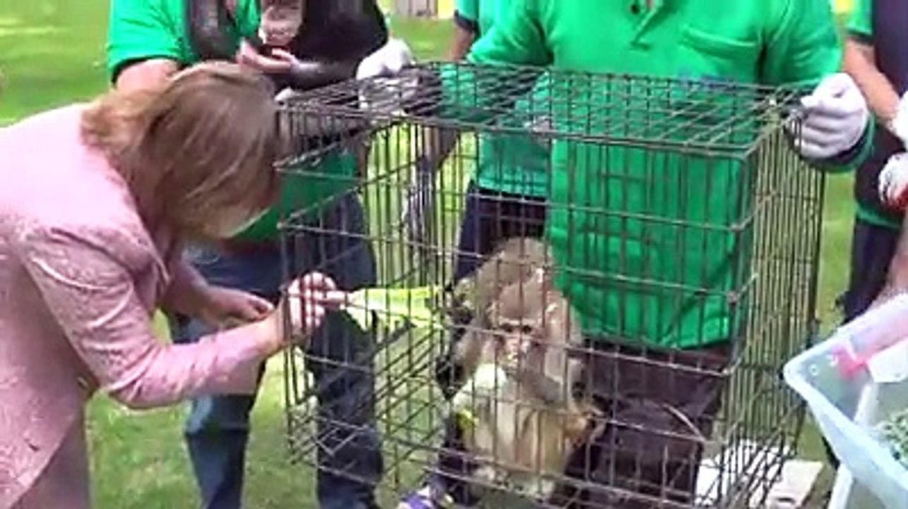 El tierno video de tres monos que no paran de abrazar a su hermano con síndrome de Down