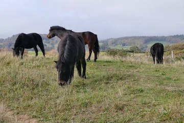 Horses Eating Grass