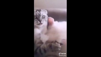 recopilación caidas graciosas