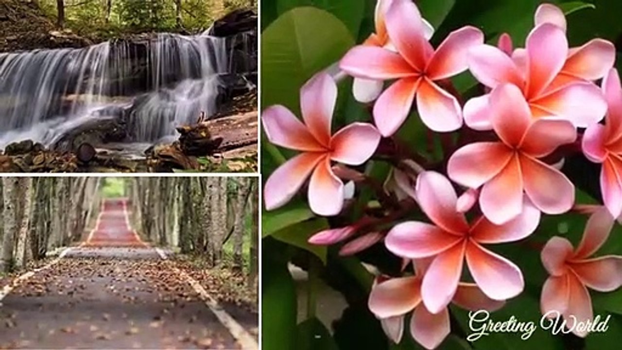 Download Good morning video, Wishes,Quotes,Images_