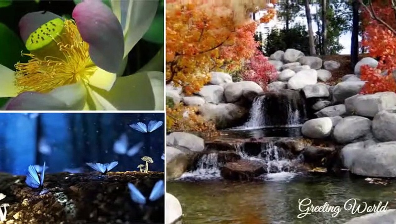 Good Morning Best Wishes | Best Good Morning Image Slide Show