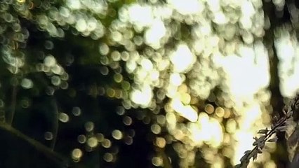 Free footage video background _ Bokeh video background