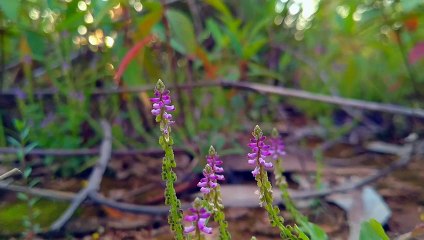 Free footage background video _ wild flower ( 480 X 854 )