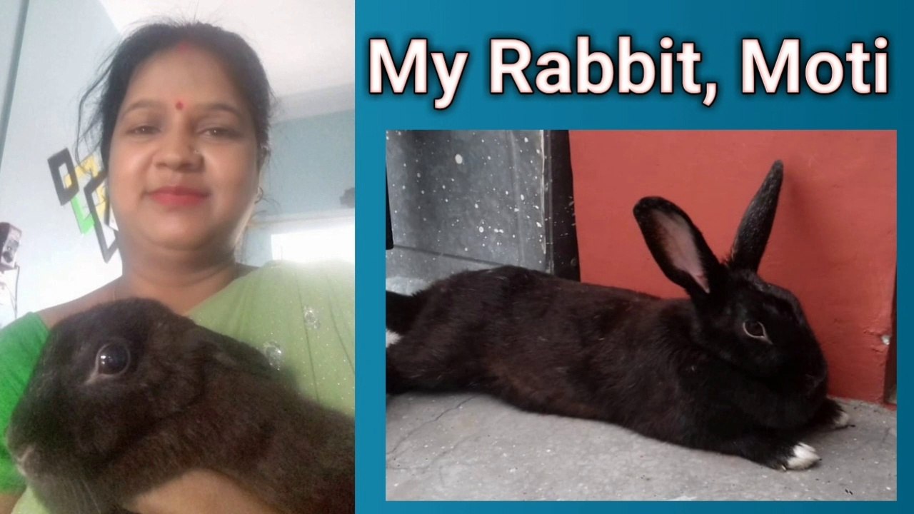 MyRabbit