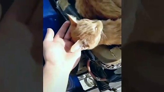 gatos y perros graciosos y divertidos #4