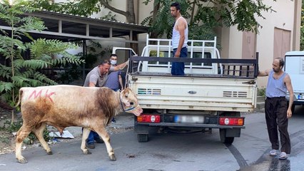 Uyuşturucu iğne bile onu durduramadı