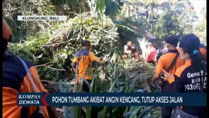 Pohon Tumbang Akibat Angin Kencang , Tutup Akses Jalan