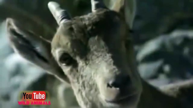 The Best Of Eagle Attacks 2020 - Most Amazing Moments Of Wild Animal Fights! Wild Discovery Animals