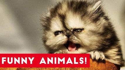 Funniest Pets of the Week Compilation July 2017 _ Funny Pet Videos