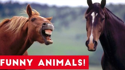 Funniest Pets of the Week Compilation July 2017 _ Funny Pet Videos