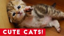 Little Kittens and Cute Cats Compilation _ Funny Pet Videos
