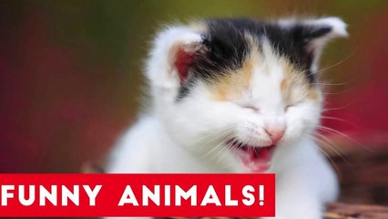 Funniest Pets of the Week Compilation July 2017 _ Funny Pet Videos