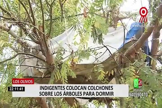 Los Olivos: vecinos denuncian a indigentes que arman casas en arboles