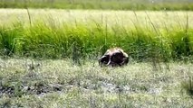 Let's Explore the Animal Planet- Lions vs Warthog - Warthog Fight Lion To Save Another Warthog