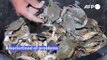 Invasive blue crabs pinch pockets of Albanian fishermen