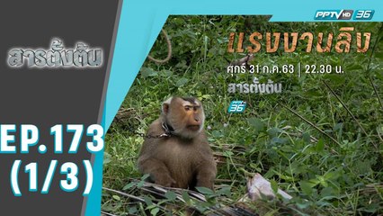 สารตั้งต้น ตอน แรงงานลิง (1/3)
