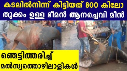 Huge fish weighing 800KG got caught | Oneindia Malayalam