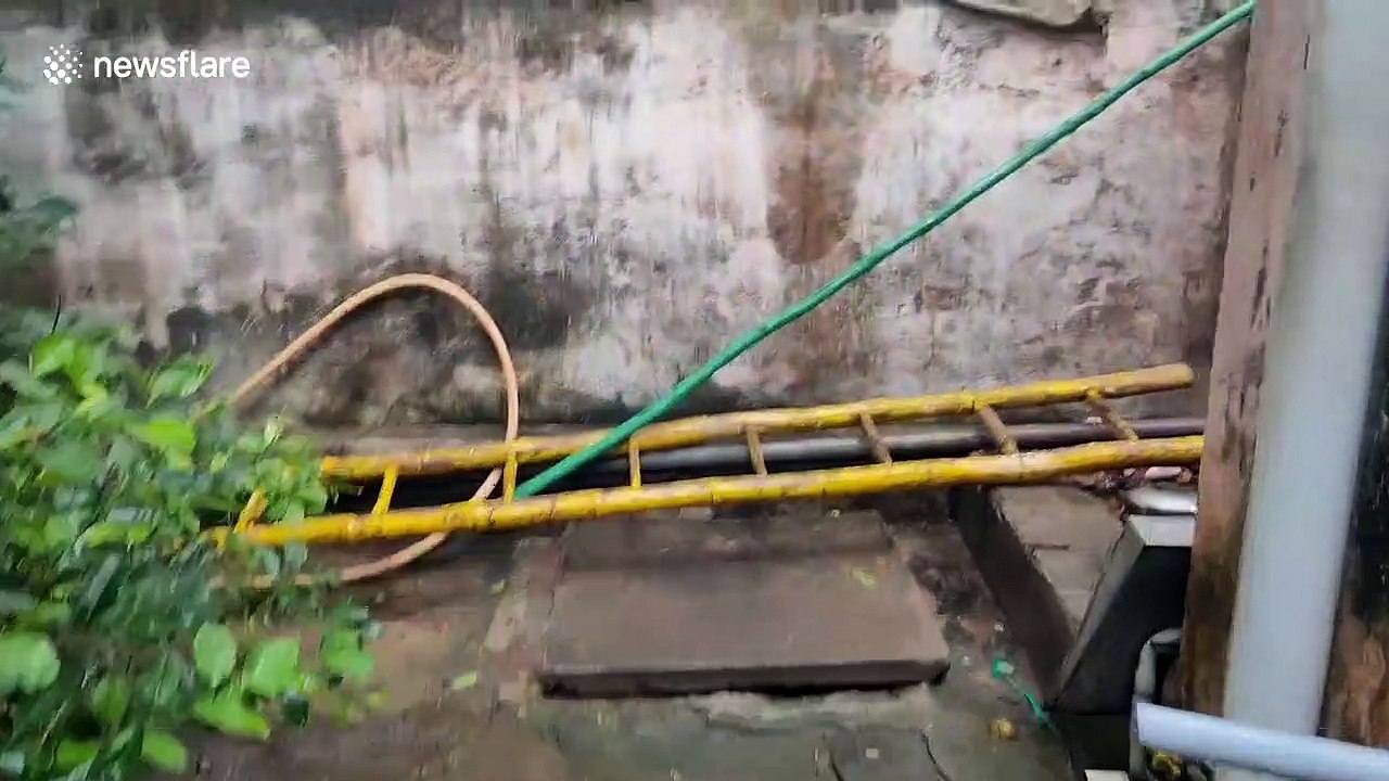 Rat snake rescued after becoming stuck in kitchen pipe in southern India