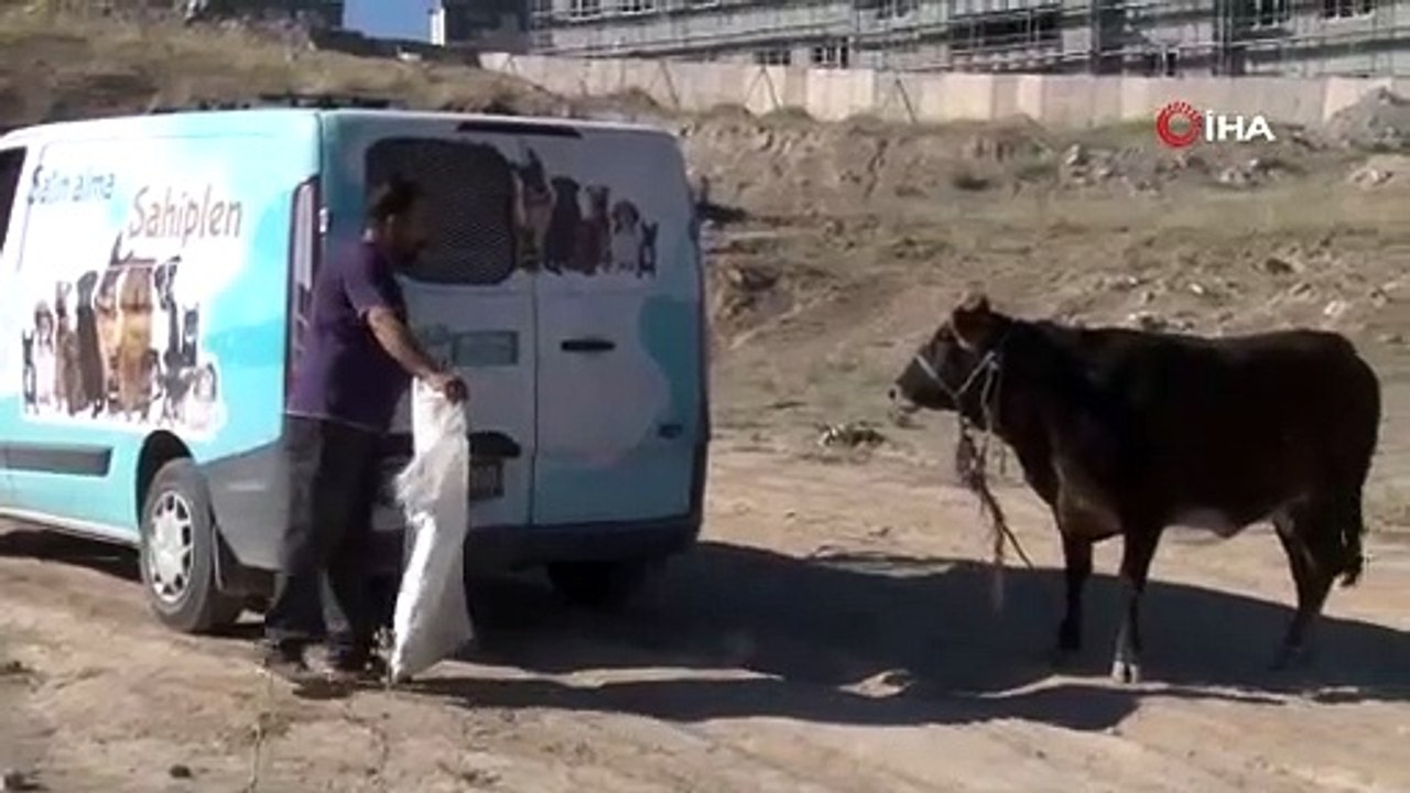 Sahipleri kaçan danaya, "Gel kurban olduğum" diye seslendi