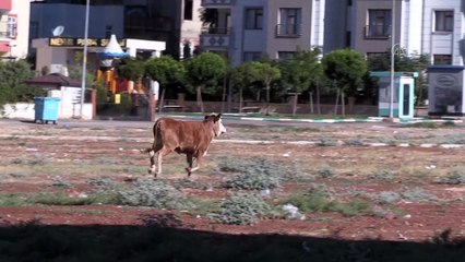 Şanıurfa'da kaçan kurbanlıklar zor anlar yaşattı