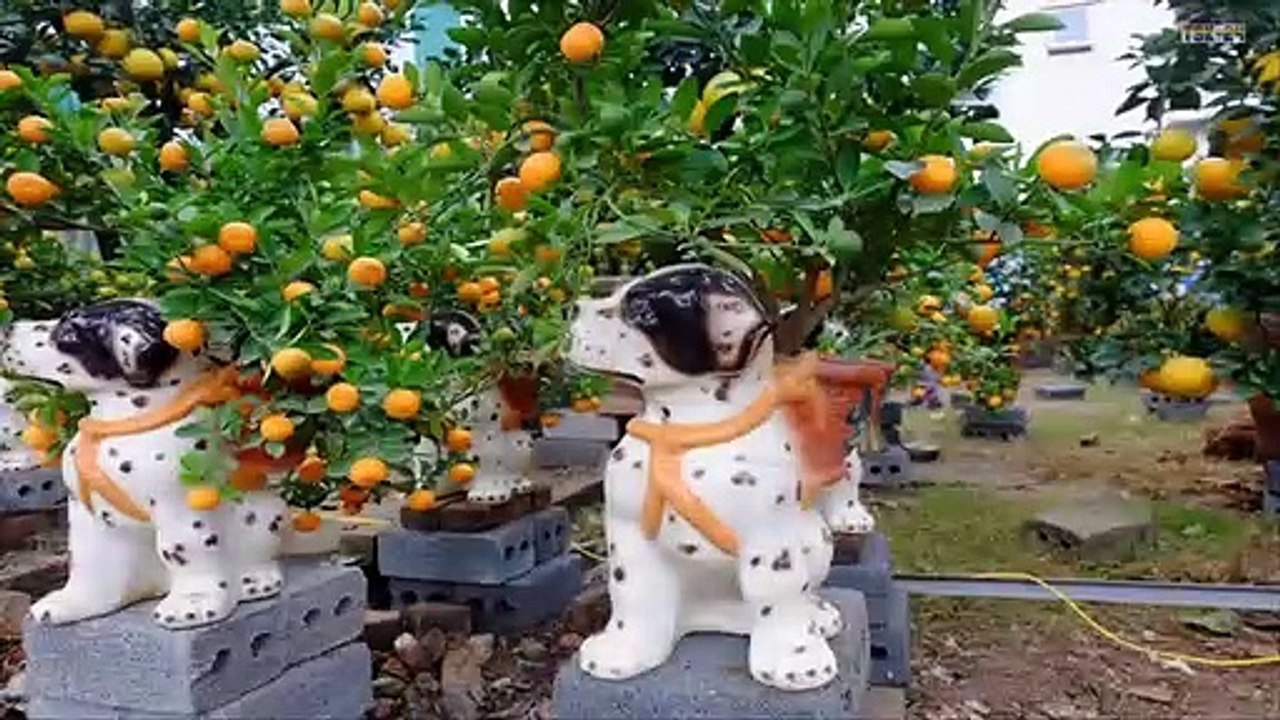 WOW!!! Strange Kumquat Trees - Amazing Agriculture Technology