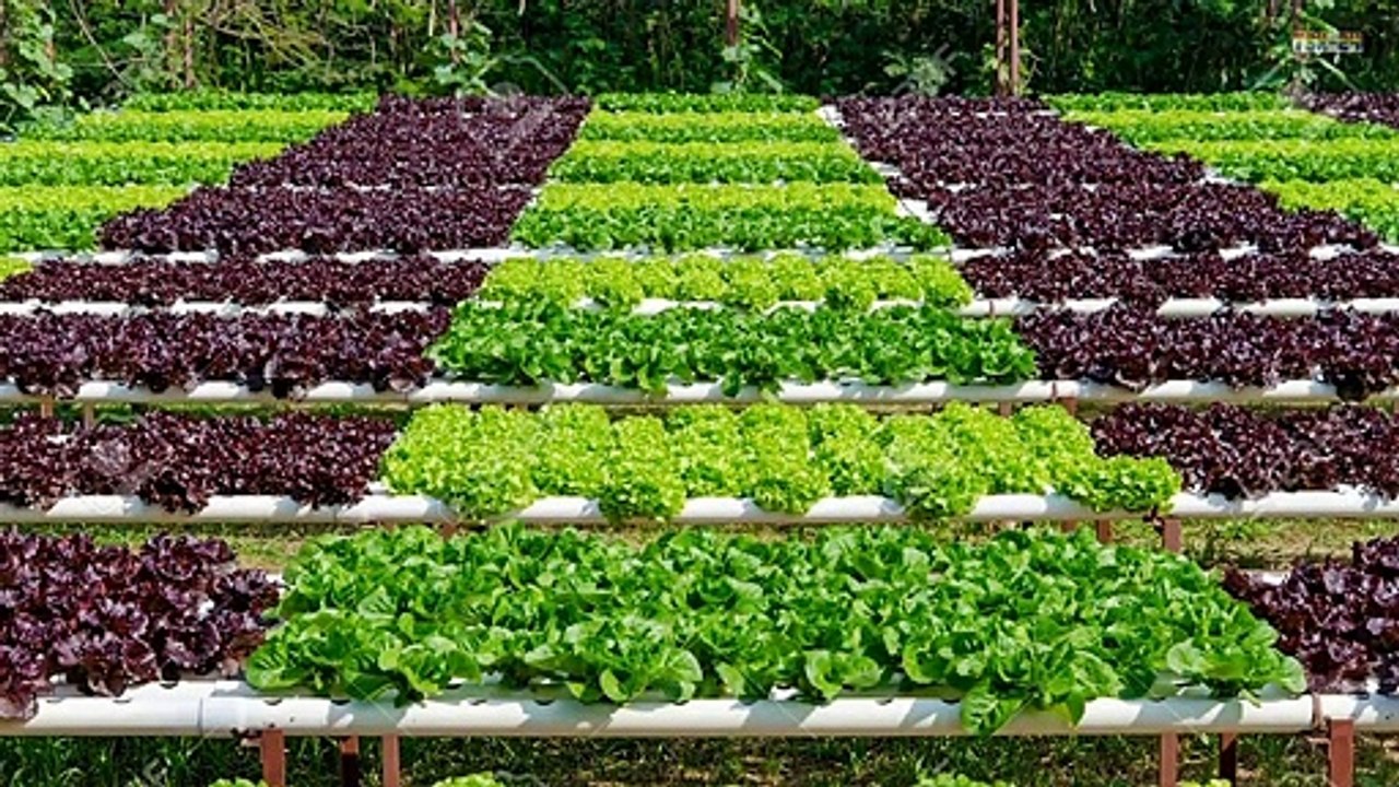 Hydroponics - at Home and for Beginners