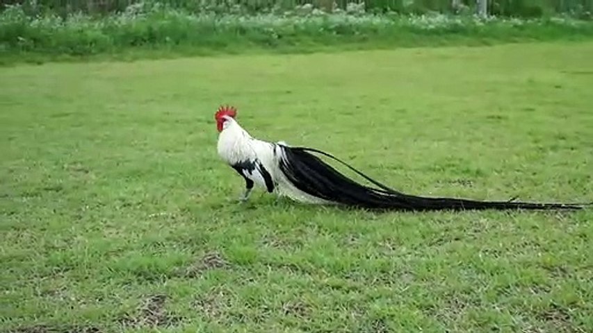 Silver duckwing phoenix bantam rooster.