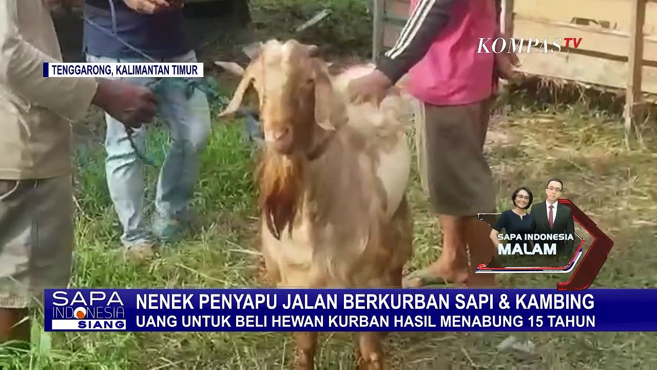 Inspiratif! Nenek Penyapu Jalan Berkurban Sapi dan Kambing Setelah Menabung 15 Tahun!