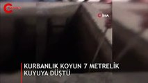 Sahibinden kaçan kurbanlık koyun 7 metrelik kuyuya düştü