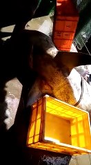 দীঘার সমুদ্র সৈকতে উদ্ধার ৪০০ কেজি ওজনের হাঙ্গর