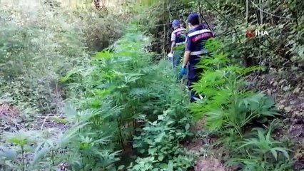 Bursa'da bin 500 kök kenevir ele geçirildi