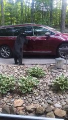 Bear Checking If Car Is Unlocked