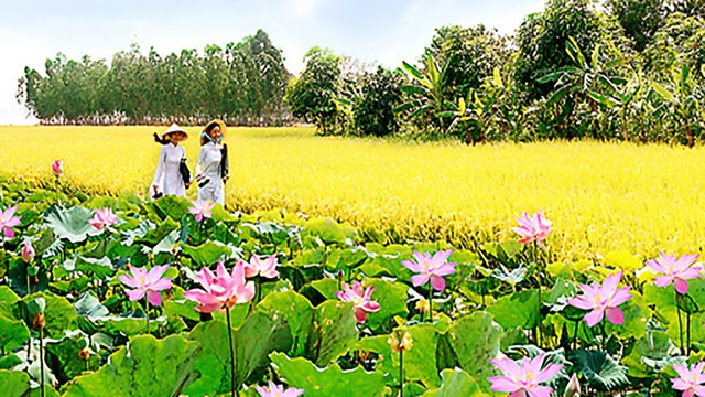 Rực rỡ thảm sen hồng trên cánh đồng lúa chín tại Đồng Tháp | VTC