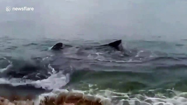 Whale shark rescued after washing ashore tangled in fishing net