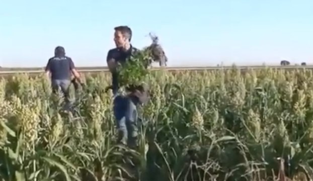 San Severo (FG) - Piantagione con oltre 7000 piante di marijuana: 4 arresti (31.07.20)