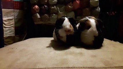CAVIA PORCELLUS PARSLEY TURMERIC 20190829_061541