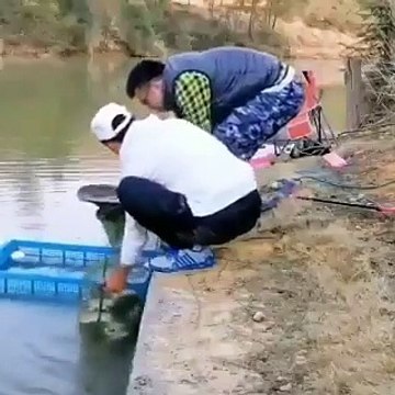 Ils ont eu une belle prise, malheureusement, le filet (chinois) rempli de poissons s’est déchiré au dernier moment !