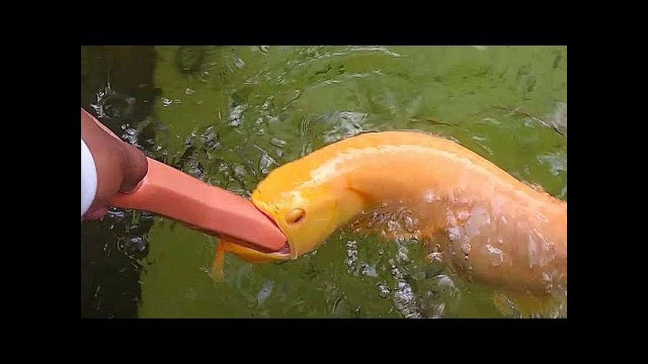Fish Love Hot Dogs!