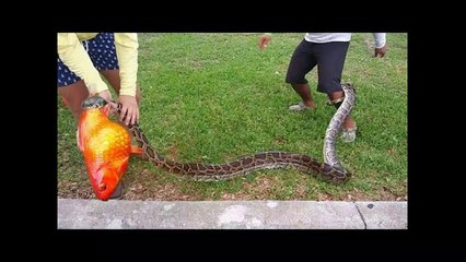 MASSIVE SNAKE Caught While Fishing!!!