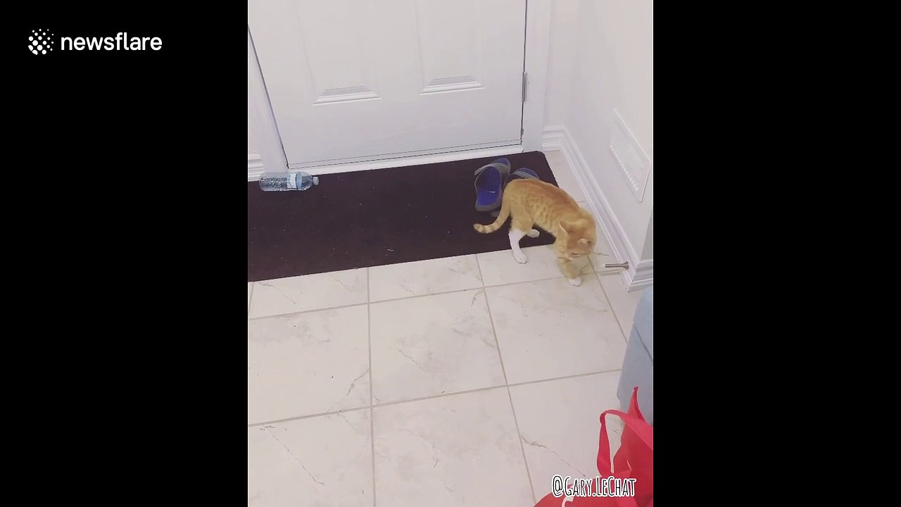Kitten attacks mirror after seeing himself for the first time