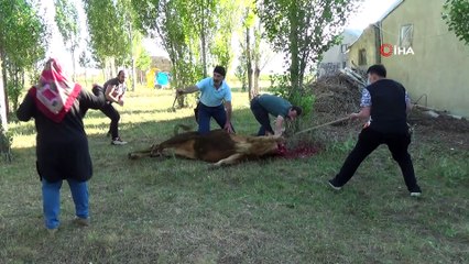Erzurum’da pandemi kurullarına riayet edilerek kurbanlarını kestiler