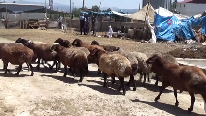 Bingöl’de hayvan pazarında bayram yoğunluğu