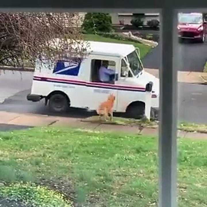 Ce chien attend chaque matin son ami le facteur qui passe pour lui saluer et lui donner quelque chose.